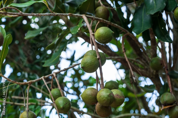 Obraz Raw of Macadamia integrifolia or Macadamia nut hanging on plant.