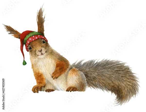 Fototapeta A funny anthropomorphic squirrel with a winter cap hand drawn in watercolor. Watercolor Christmas illustration. Isolated image