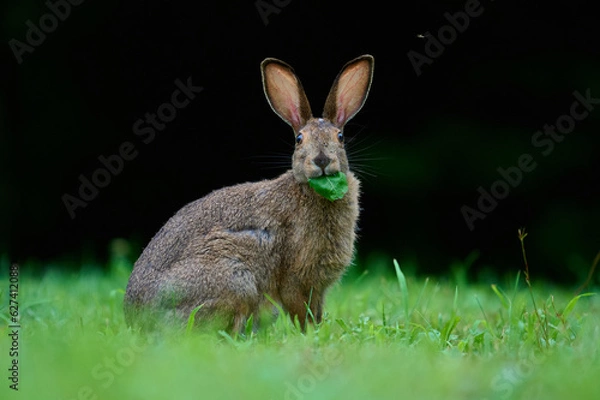 Obraz Snowshoe Hare