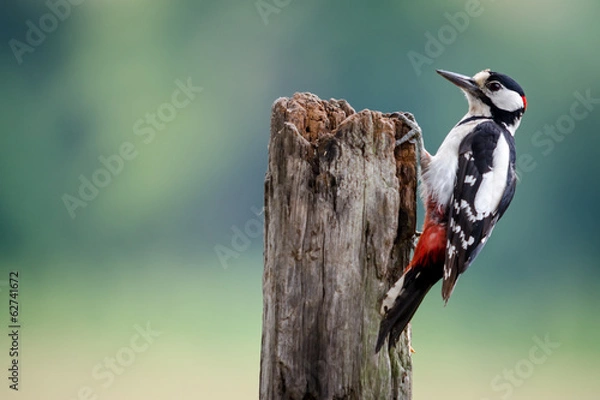 Obraz Dzięcioł grubodzioby