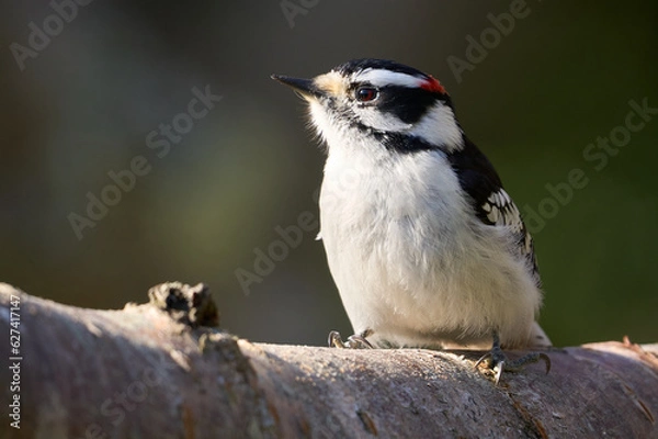 Obraz Downy Woodpecker