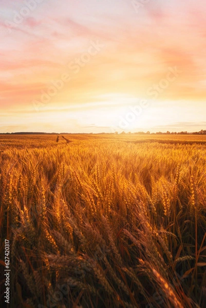 Fototapeta Ripe wheat in a large wheat field waiting to be harvested at a beautiful sunset