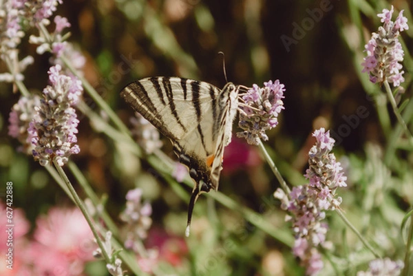 Obraz butterfly on a flower