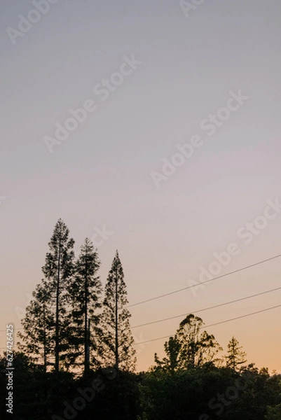 Fototapeta dark treed skyline with sunset and telephone wires in background