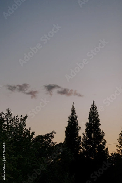 Fototapeta dark treed skyline with sunset and cloud in background