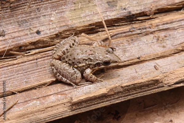 Obraz Rãzinha-gaúcha