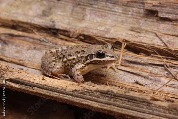 Fototapeta Rãzinha-gaúcha