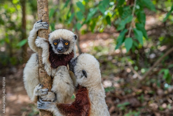 Obraz Close up from two sifaka in its natural environment in the rainforest of Andasibe