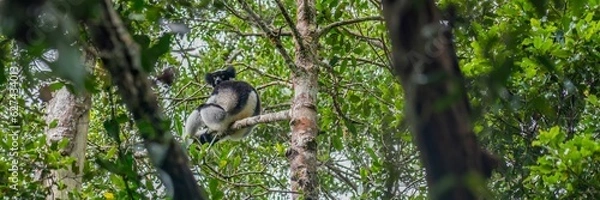 Obraz Endemic Indri lemur sitting in the trees at them natural habitat in Andasibe, Madagascar