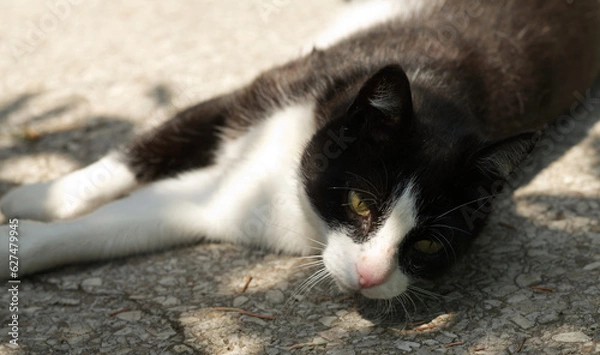 Obraz black and white cat