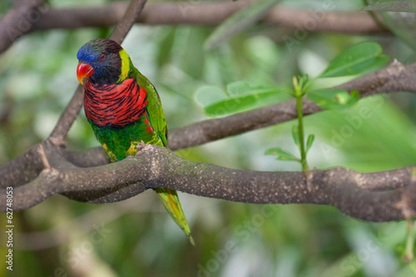 Obraz Rainbow Lorikeet