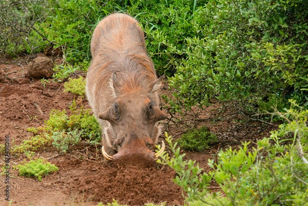 Obraz Grazing warthog