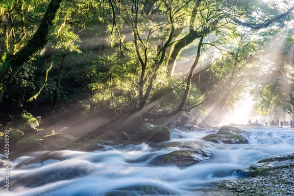 Fototapeta 熊本・菊池渓谷の光芒