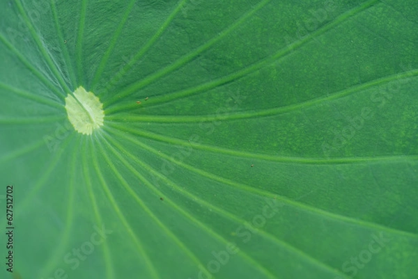 Fototapeta 蓮の葉