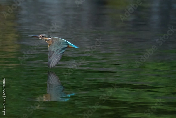 Obraz 水面を飛行中のカワセミ