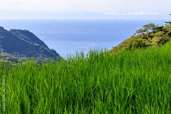 Fototapeta 伊豆半島にある石部の棚田