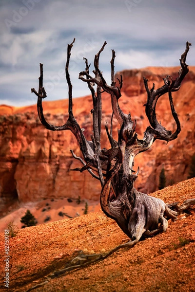 Fototapeta Dead Tree, Bryce Canyon