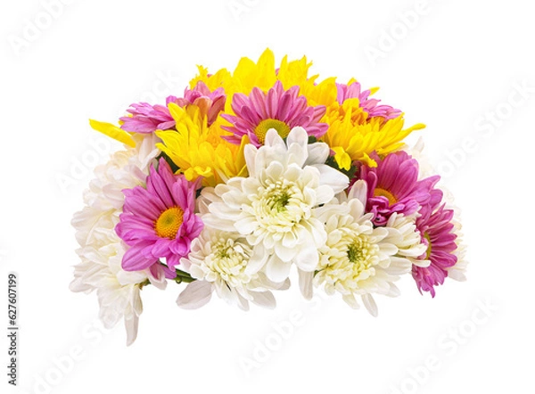 Fototapeta Panicle of colorful fresh chrysanthemum isolated on white background with a clipping path..