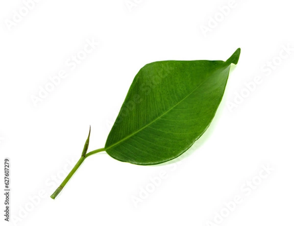 Fototapeta Fresh green leaf isolated on white background. With clipping path..
