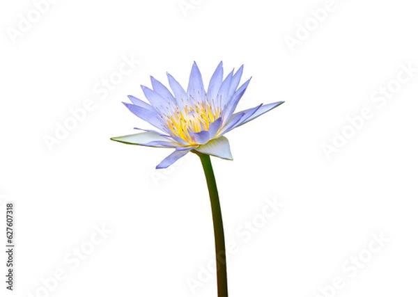Fototapeta Purple blossom lotus and insect isolated on white background with clipping path.