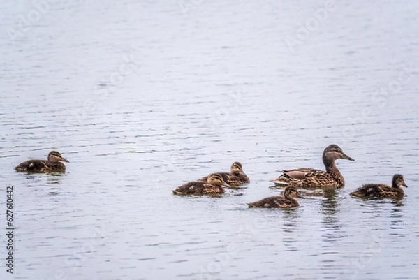 Fototapeta A family of ducks, a duck and its little ducklings are swimming in the water. The duck takes care of its newborn ducklings. Mallard, lat. Anas platyrhynchos