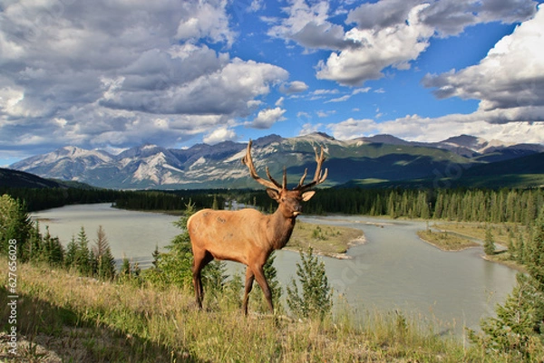 Obraz Canada Wildlife