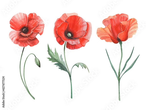 Fototapeta Watercolor bright set of red poppies. Realistic summer flowers isolated on white. Botanical illustration.