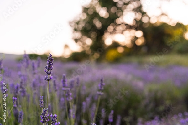 Obraz Campo di Lavanda 