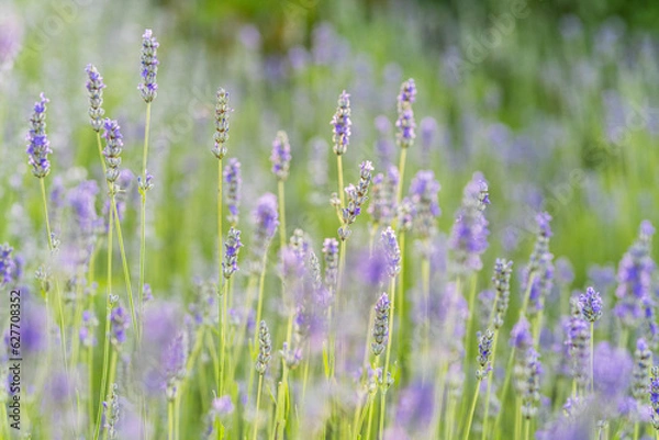 Obraz Campo di Lavanda 
