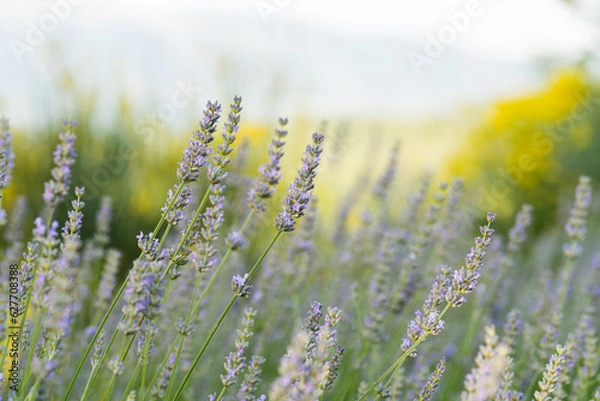 Obraz Campo di Lavanda 