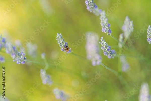 Obraz Campo di Lavanda 