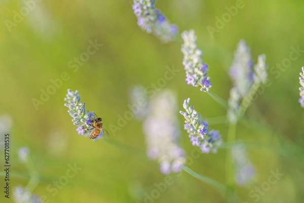 Obraz Campo di Lavanda 