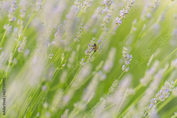 Obraz Campo di Lavanda 