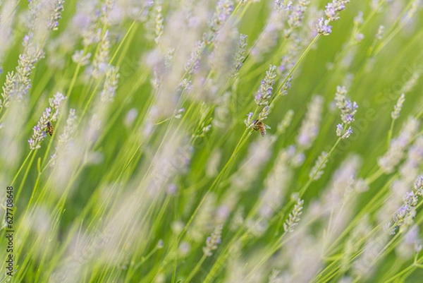 Obraz Campo di Lavanda 