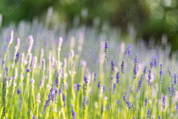Obraz Campo di Lavanda 