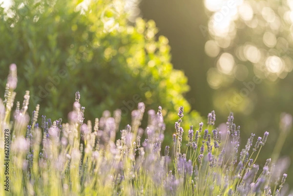 Obraz Campo di Lavanda 