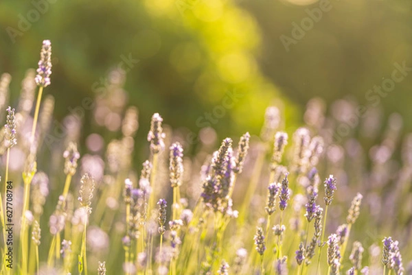 Obraz Campo di Lavanda 