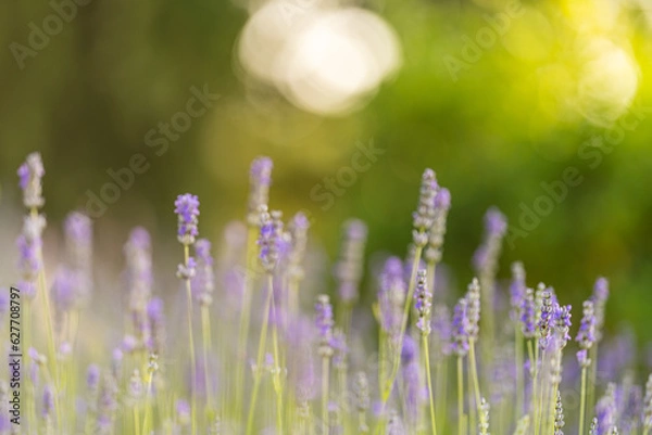 Obraz Campo di Lavanda 