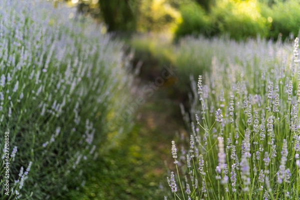 Obraz Campo di Lavanda 