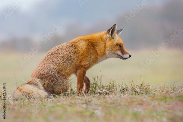 Fototapeta sitting red fox