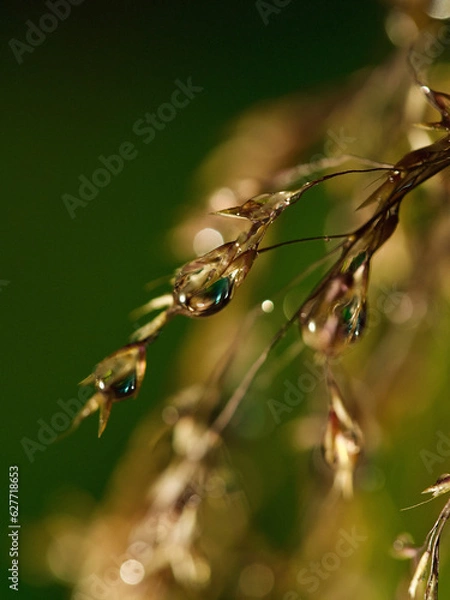 Fototapeta water droplets 