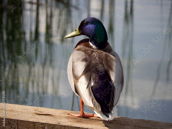 Obraz a purple headed mallard duck