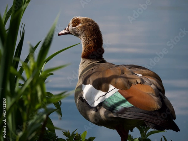 Obraz Egyptian goose