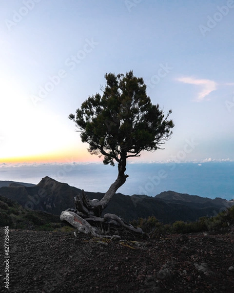 Obraz Lonely tree on mountain during sunset