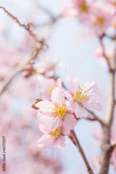 Fototapeta 桜