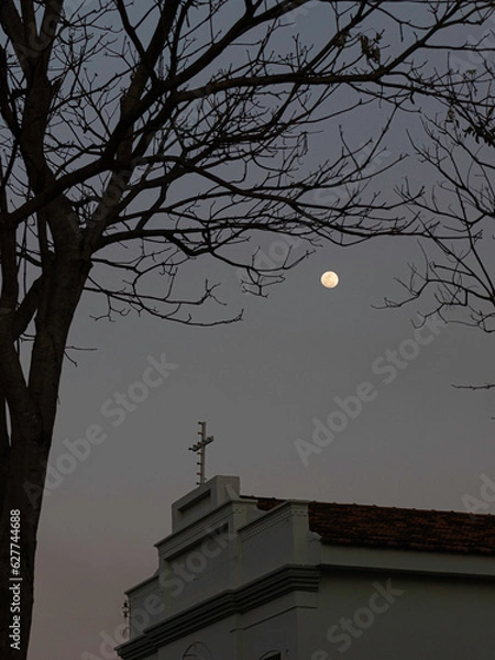 Obraz tree moon