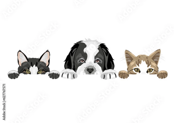 Obraz Podglądający Puppy Saint Bernard i dwa urocze koty