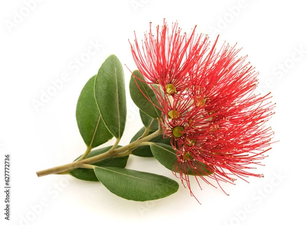 Fototapeta Metrosideros flower