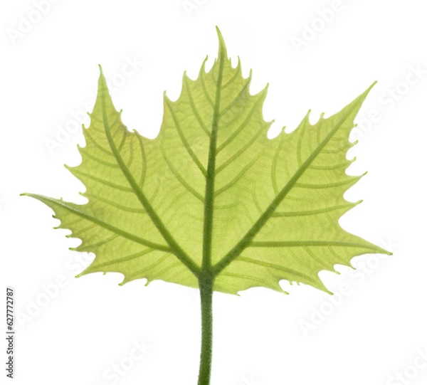 Obraz Plane  tree leaf