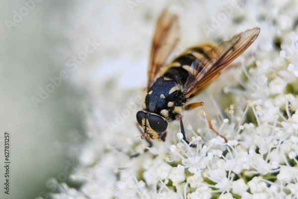 Fototapeta wasp on flower